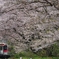 桜の駅　うらのさき