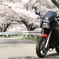 桜ニンジャ