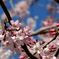 weeping cherry