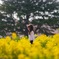 菜の花と桜と娘と