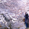 桜撮るヒト