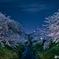 唐沢川の夜桜