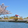 大阪の桜