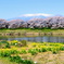 白石川堤一目千本桜（宮城県）