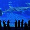水族館の人気者