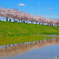 逆さ桜