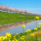 逆さ桜と菜の花