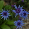 花フェスタ２０１９−４