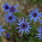 花フェスタ２０１９−５