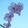 あんずの花