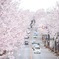 桜道