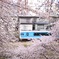 桜と電車