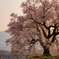 わに塚に桜Ⅲ