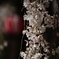 DSC02190熊谷町のしだれ桜