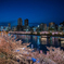 天満橋　桜夜景