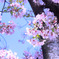pink×blue