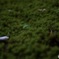 苔と葉