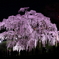 日本三大桜　東の横綱　　三春滝ザクラ