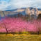 阿蘇の山々と河津桜