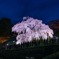 平成最後の滝桜