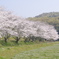 桜並木