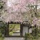 大涼寺の枝垂れ桜❀
