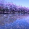 湖面に広がる桜