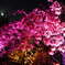 夜桜 ライトアップ