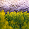 菜の花と桜並木