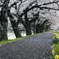 春の道