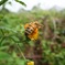 花粉を集める蜂