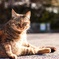 ねこちゃん