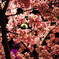 スカイツリー 桜