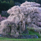 又兵衛桜