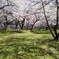 桜　そして陰さくら