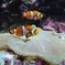 カクレクマノミ