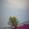 芝桜
