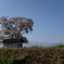 八ヶ岳と桜小屋
