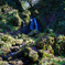 新潟滝巡り７  白玉の滝 雌滝
