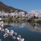 信州の桜