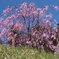 池のほとりの枝垂桜