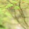モミジの花が咲くよ♪