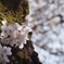 幹に咲く桜