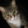 ねこ