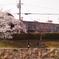 ありふれた桜下の 08