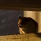 夕猫