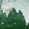 芽吹き