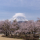 桜の園と笠雲