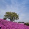 八王子山の芝桜