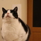 愛猫です